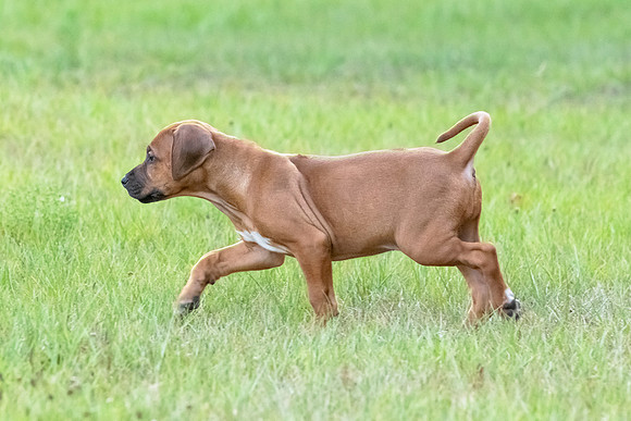 2024Puppies-32