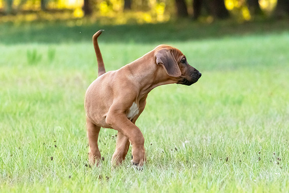 2024Puppies-18