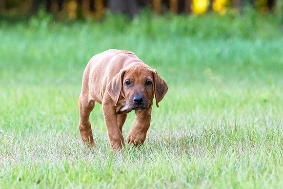 2024Puppies-121