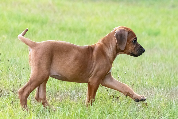 2024Puppies-1