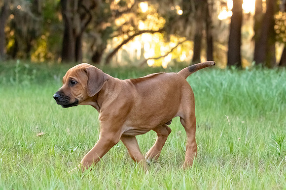 2024Puppies-88
