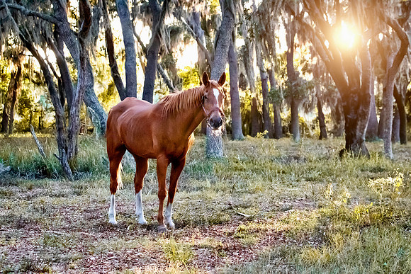 2024Flicka-5