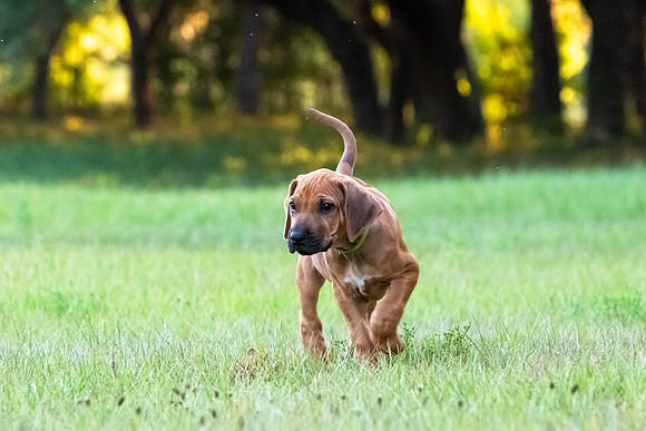 2024Puppies-147