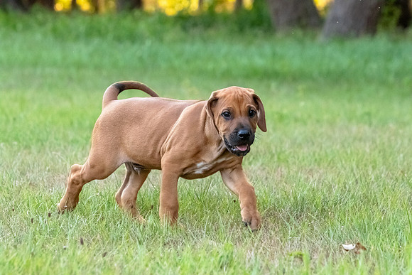 2024Puppies-85