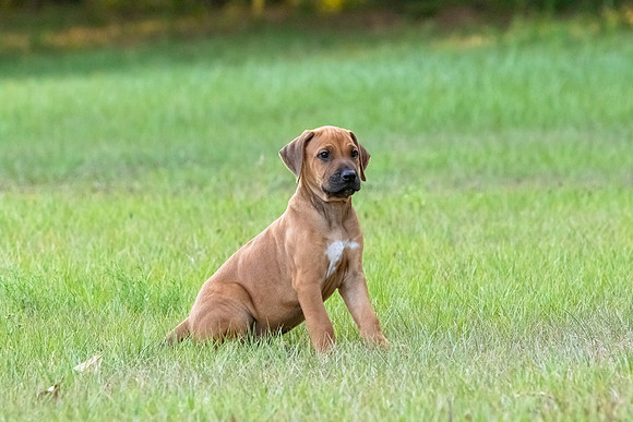 2024Puppies-74