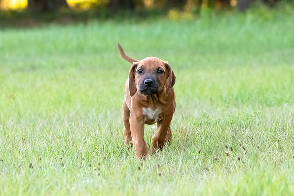 2024Puppies-24