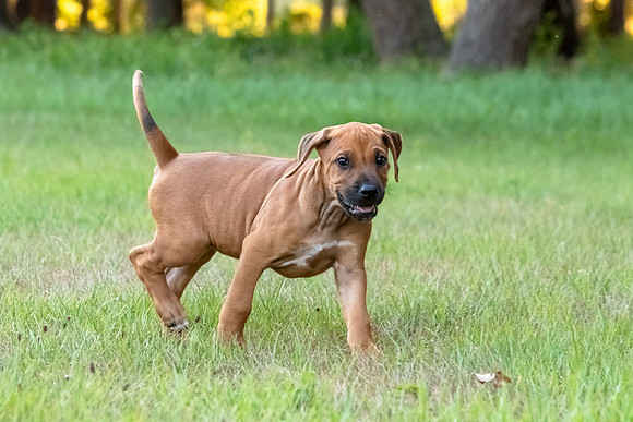 2024Puppies-86