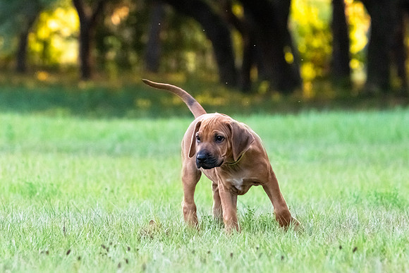 2024Puppies-146