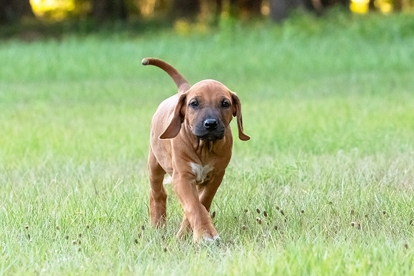 2024Puppies-26