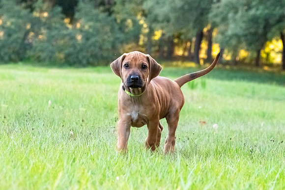 2024Puppies-141