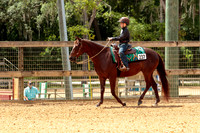 6. Western Pleasure Pony, 14.2h & under