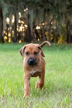 2024Puppies-96