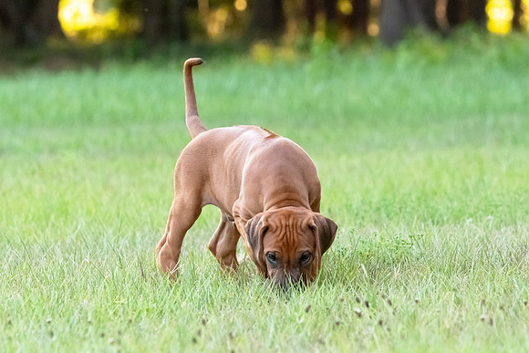 2024Puppies-23