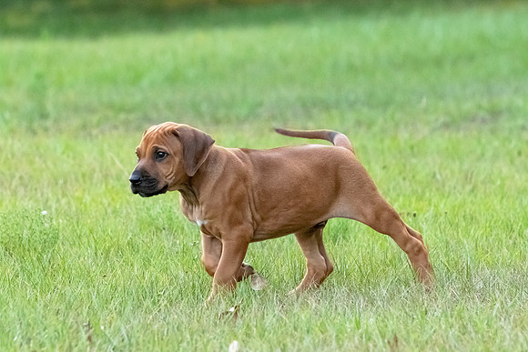 2024Puppies-79