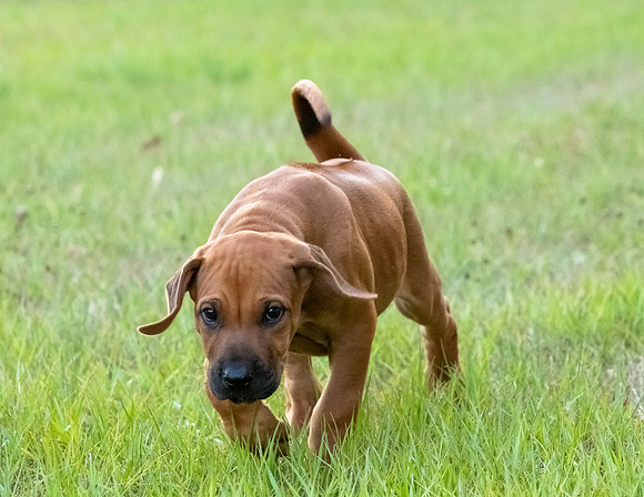 2024Puppies-82
