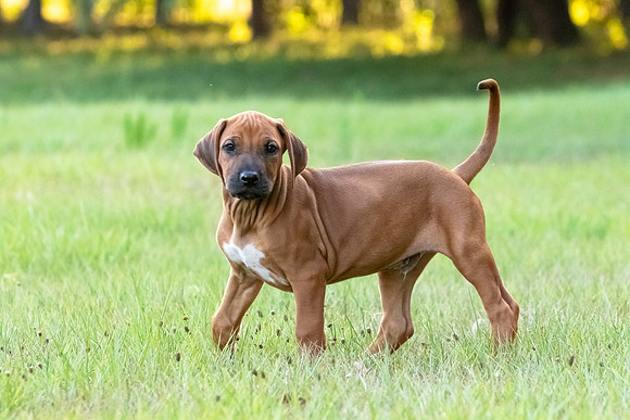 2024Puppies-15
