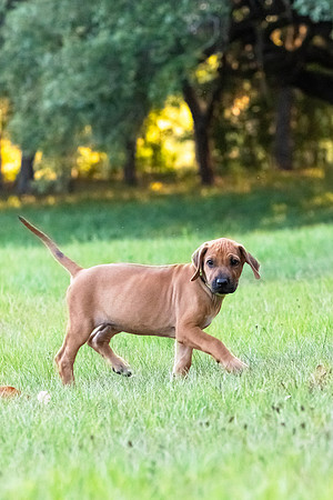 2024Puppies-136