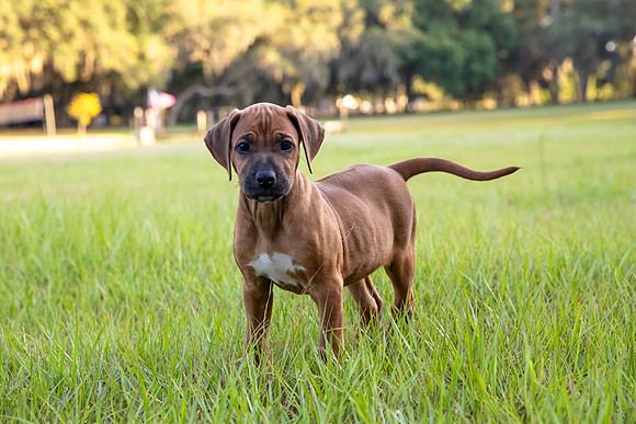 2024Puppies-8
