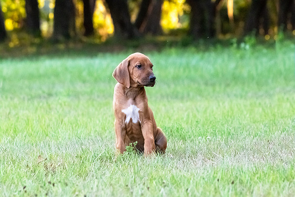 2024Puppies-124