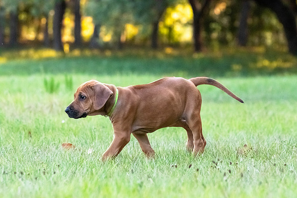 2024Puppies-150