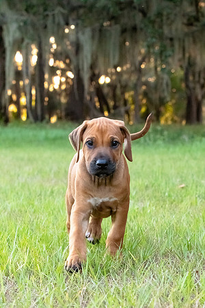 2024Puppies-95