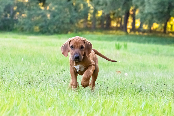 2024Puppies-128