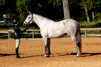 34. Hunter Type Mares, over 14.2h