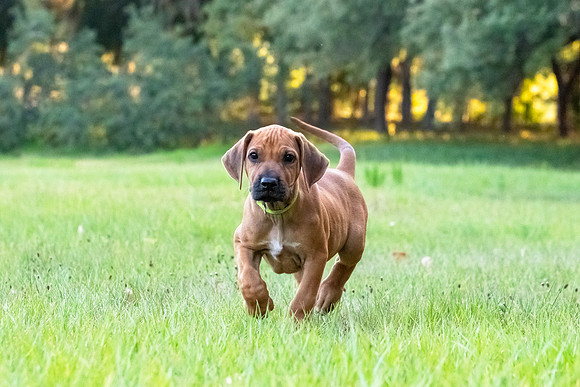 2024Puppies-140