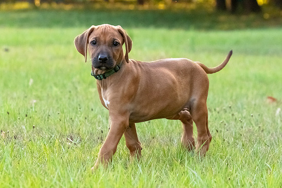 2024Puppies-107