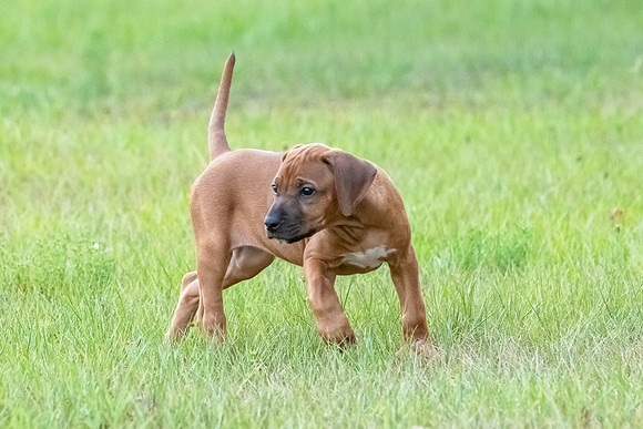 2024Puppies-44