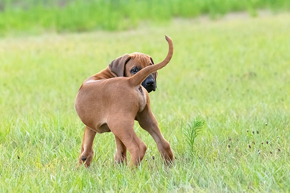 2024Puppies-47