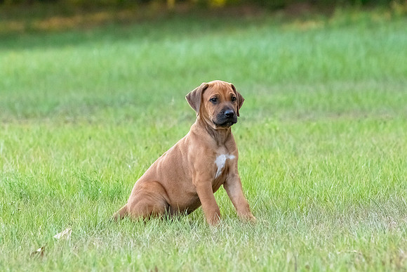 2024Puppies-73