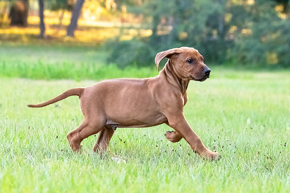 2024Puppies-125