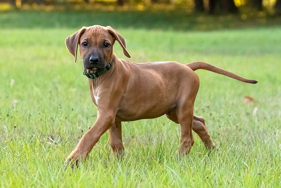 2024Puppies-106