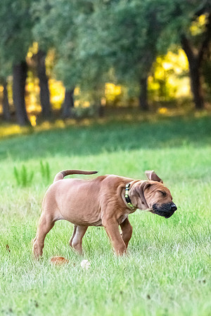 2024Puppies-134