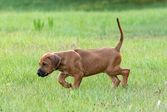 2024Puppies-80