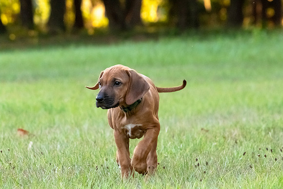 2024Puppies-105