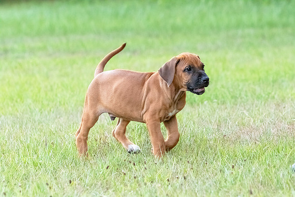 2024Puppies-66
