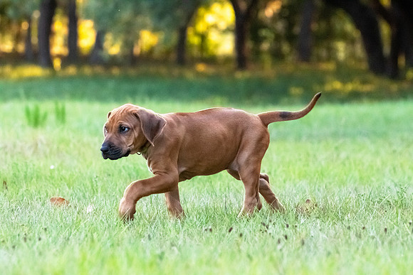2024Puppies-149