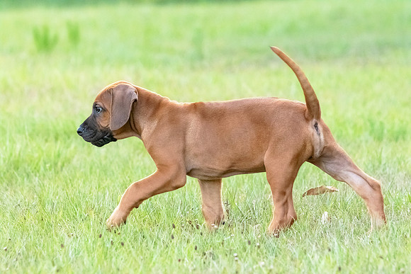2024Puppies-60