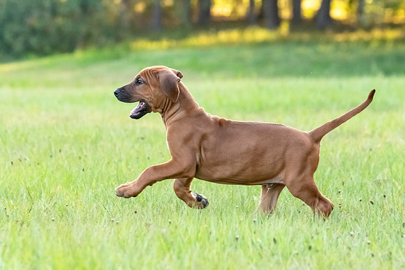 2024Puppies-21