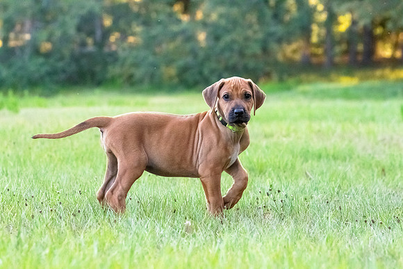 2024Puppies-144