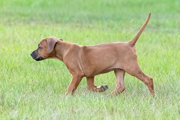 2024Puppies-31