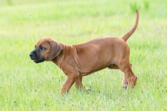 2024Puppies-63