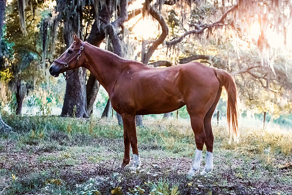 2024Flicka-1