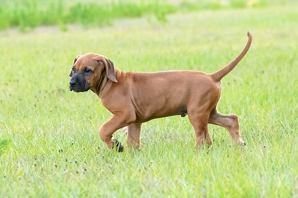 2024Puppies-49