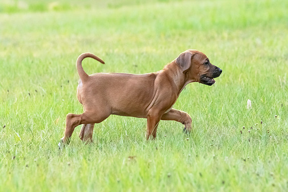 2024Puppies-38
