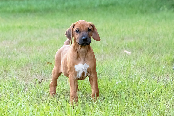 2024Puppies-29