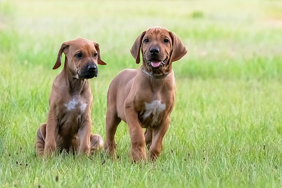 2024Puppies-161