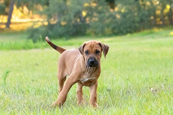 2024Puppies-93
